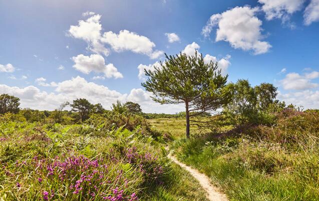 Landes de la Poterie