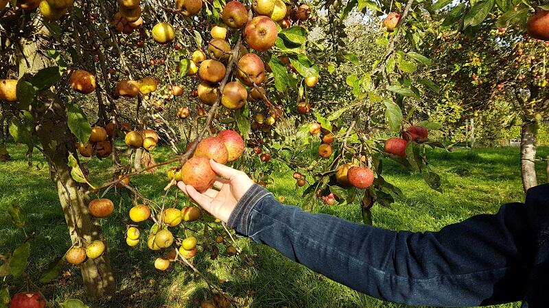 Visite cidrerie-Kerne-Pouldreuzic-Pays Bigouden