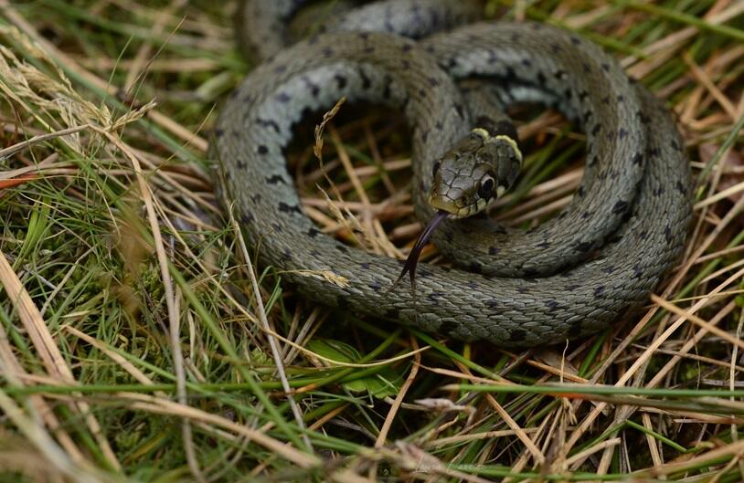 Couleuvre à collier - Natrix natrix 1