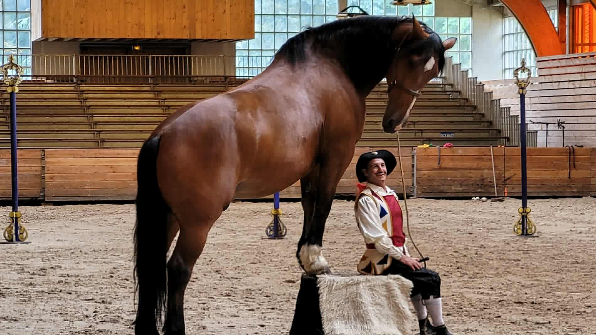 Démonstration équestre