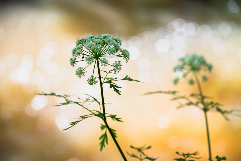 FLT-biodiversite-cigue-aquatique_9733-11-1024x684