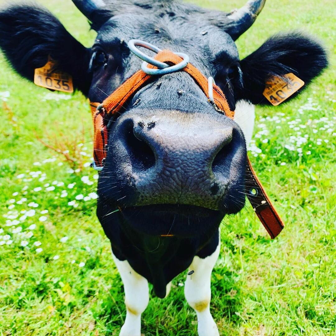 viste de la ferme de lanvern-Ploneour-lanvern-pays bigouden