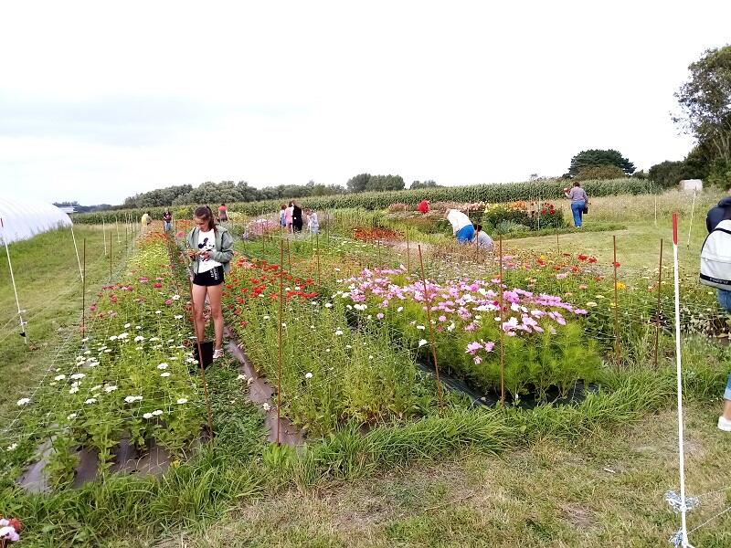 Visite ferme florale- Saint Jean Trolimon - Pays Bigouden