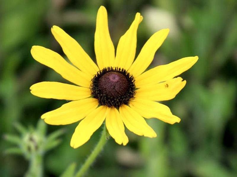 Rudbeckia_hirta_1