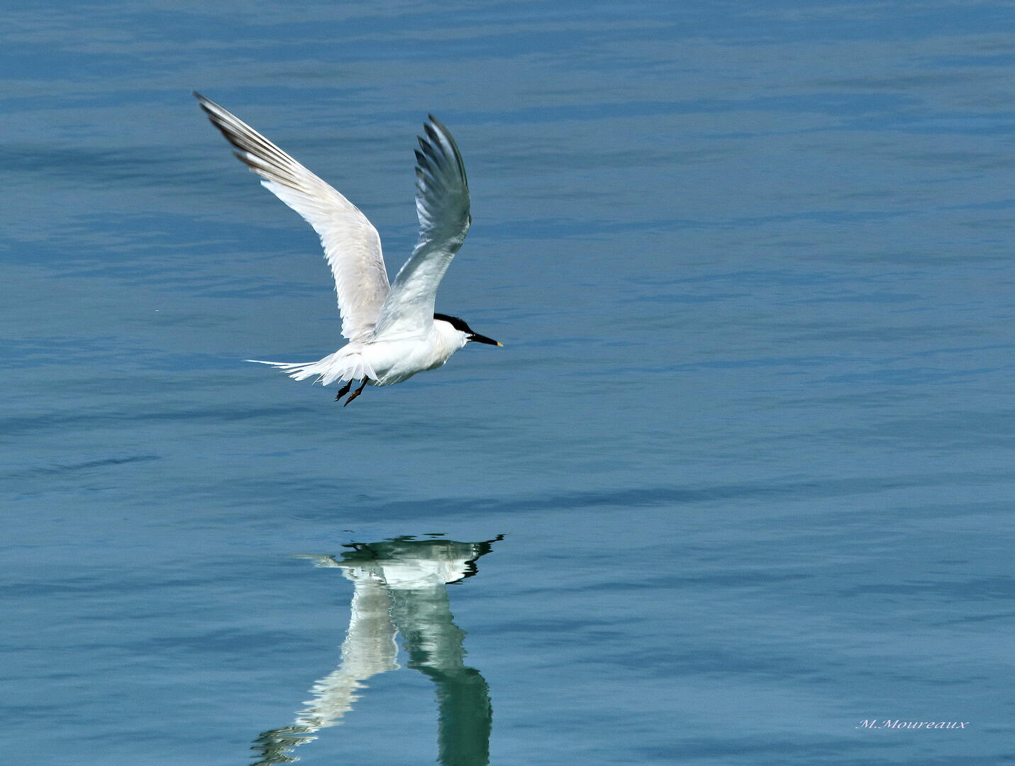 Balade ornithologique - Loctudy - Pays Bigouden - Bigoudenjoy