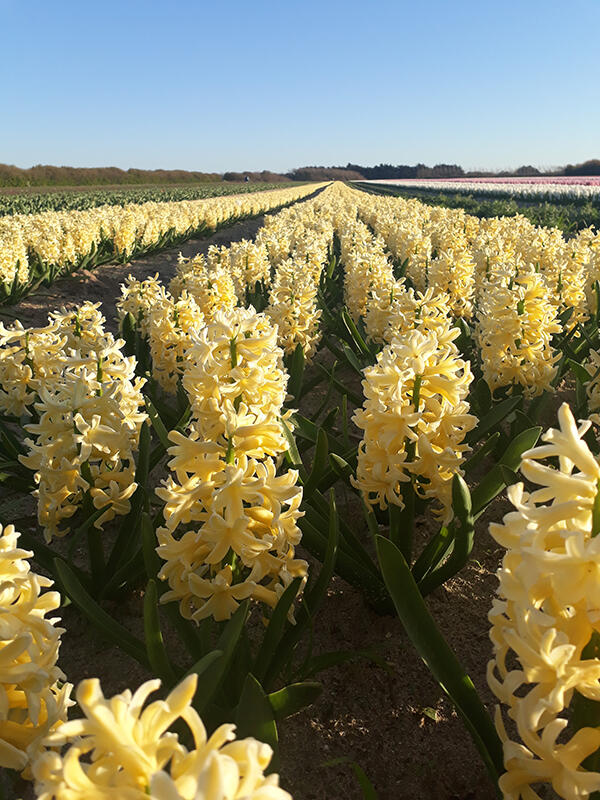 Fête des fleurs - Plomeur - Pays bigouden sud-bigoudenjoy