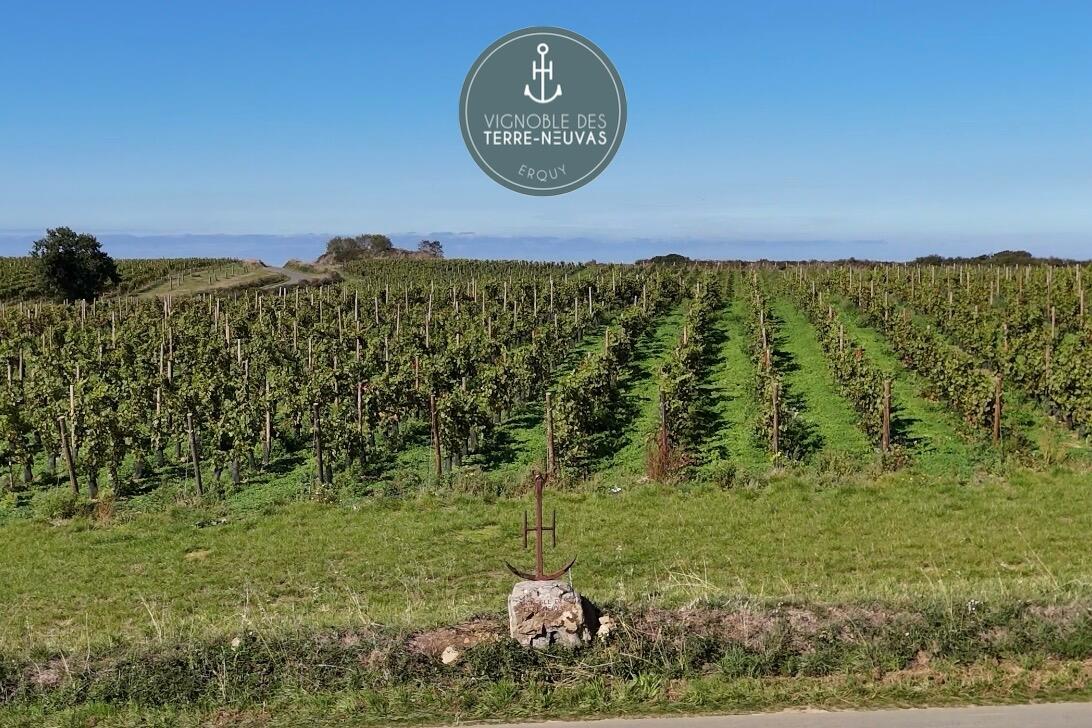 Vignoble des Terre Neuvas