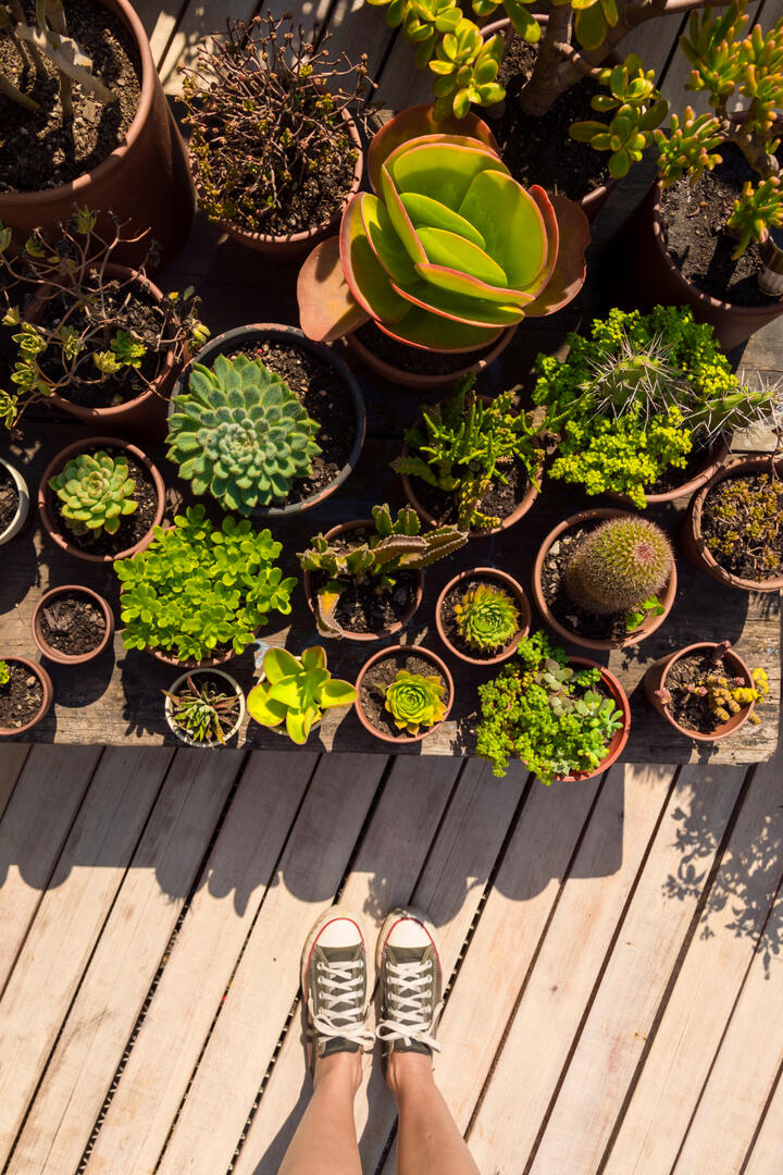 Troc plantes - Pont-l'Abbé - Paysbigouden- Bigoudenjoy