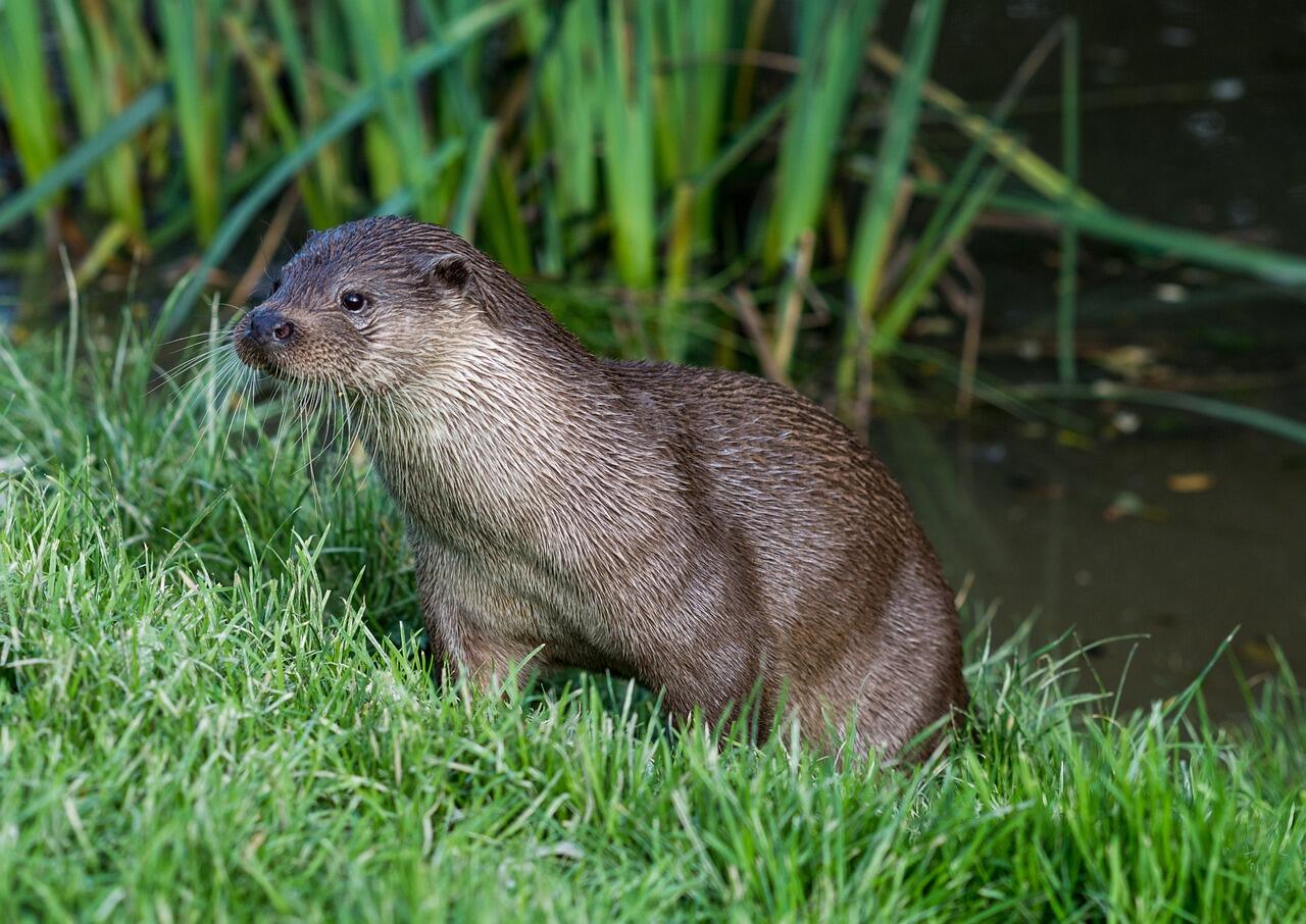 loutre otter-6953365_1280