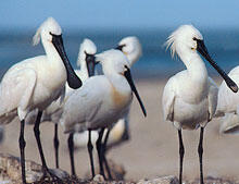 Balade ornithologique - Loctudy - Pays Bigouden