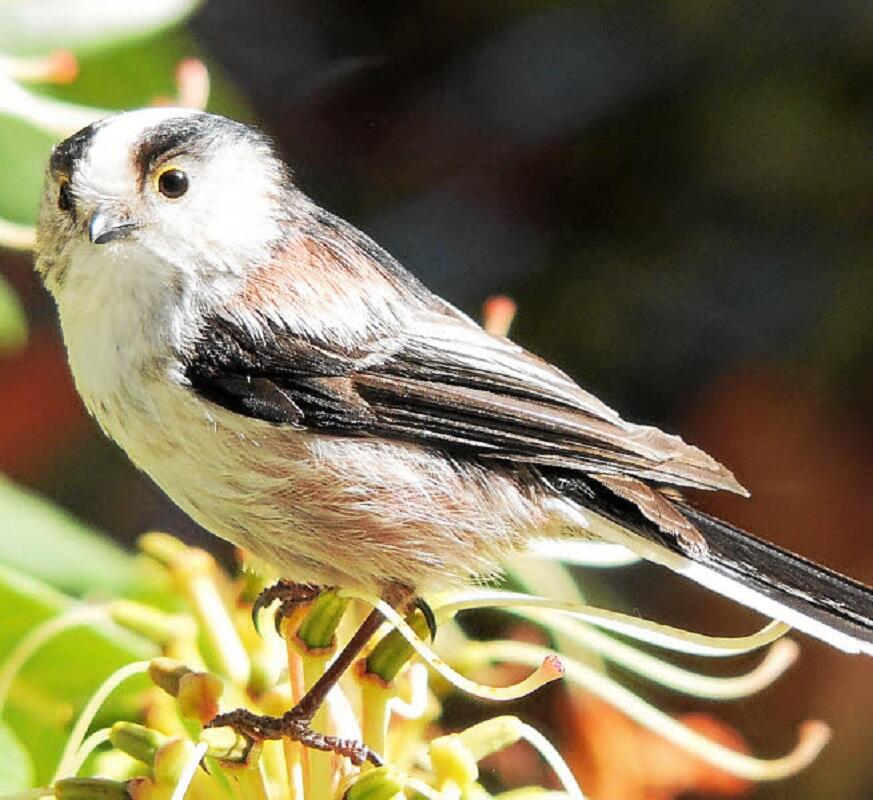 Initiation au monde des oiseaux - Balade nature - Pont-l'Abbé - Pays Bigouden