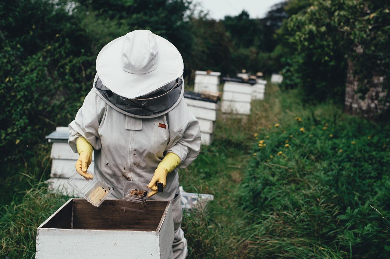 Découverte de l'apiculture -Kerné- Pouldreuzic -Pays Bigouden