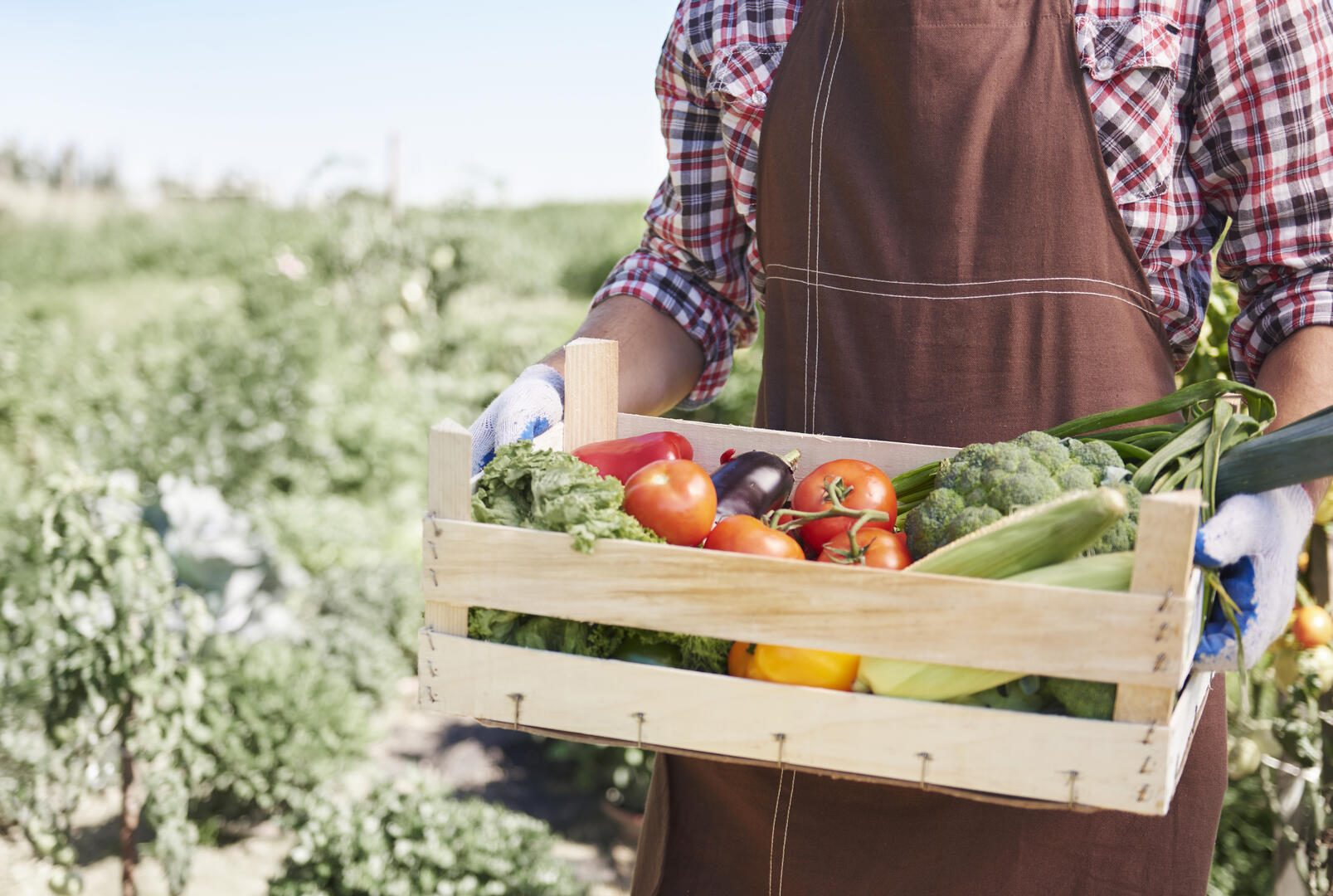 Marché - Pont-l'Abbé - pays bigouden -Bigoudenjoy