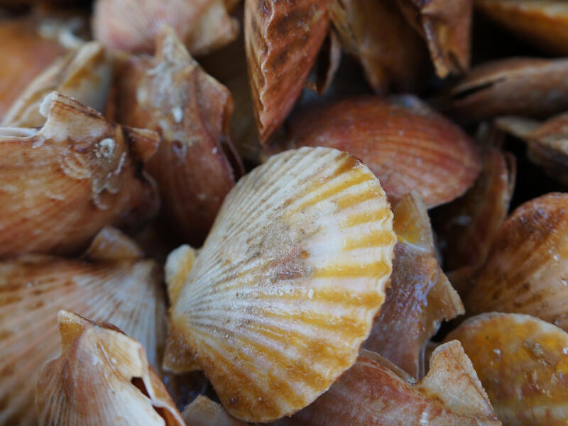 coquilles St Jacques