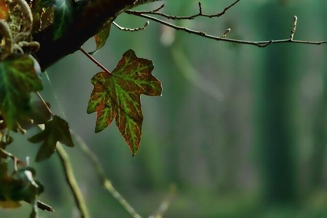 Feuilles-pixabay