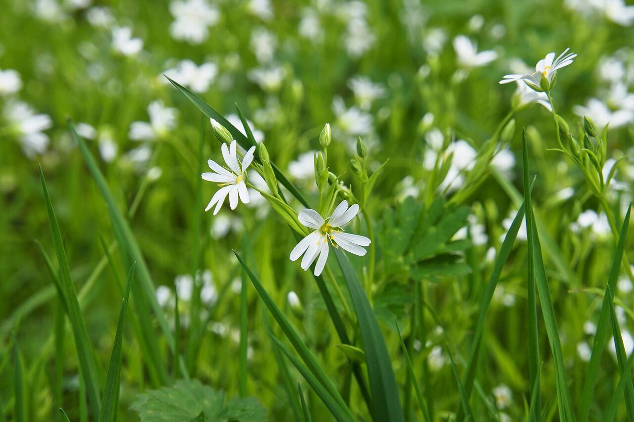 Fete de la nature - Peumerit - Pays bigouden