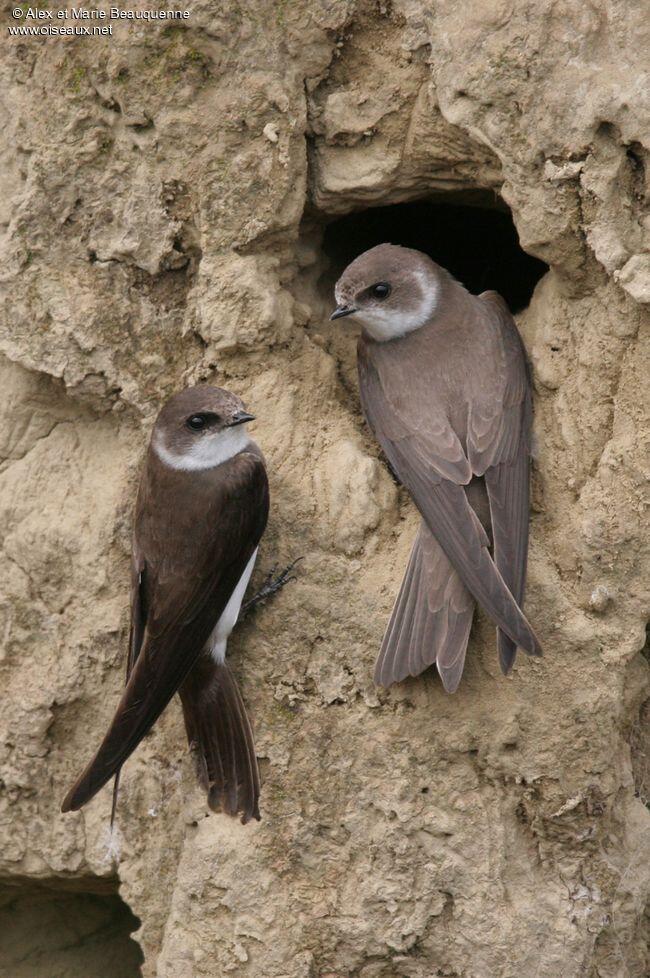 hirondelle.de.rivage. 2