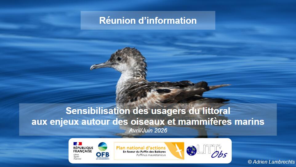 Oiseaux et Mammifères Marins