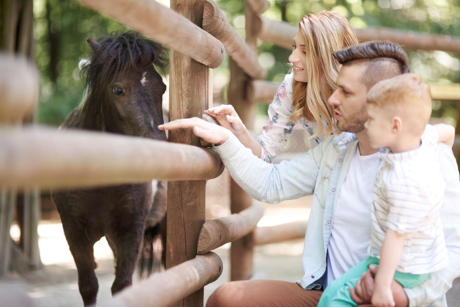 Visite de la ferme - Plonéour-Lanvern - Pays bigouden - Bigoudenjoy