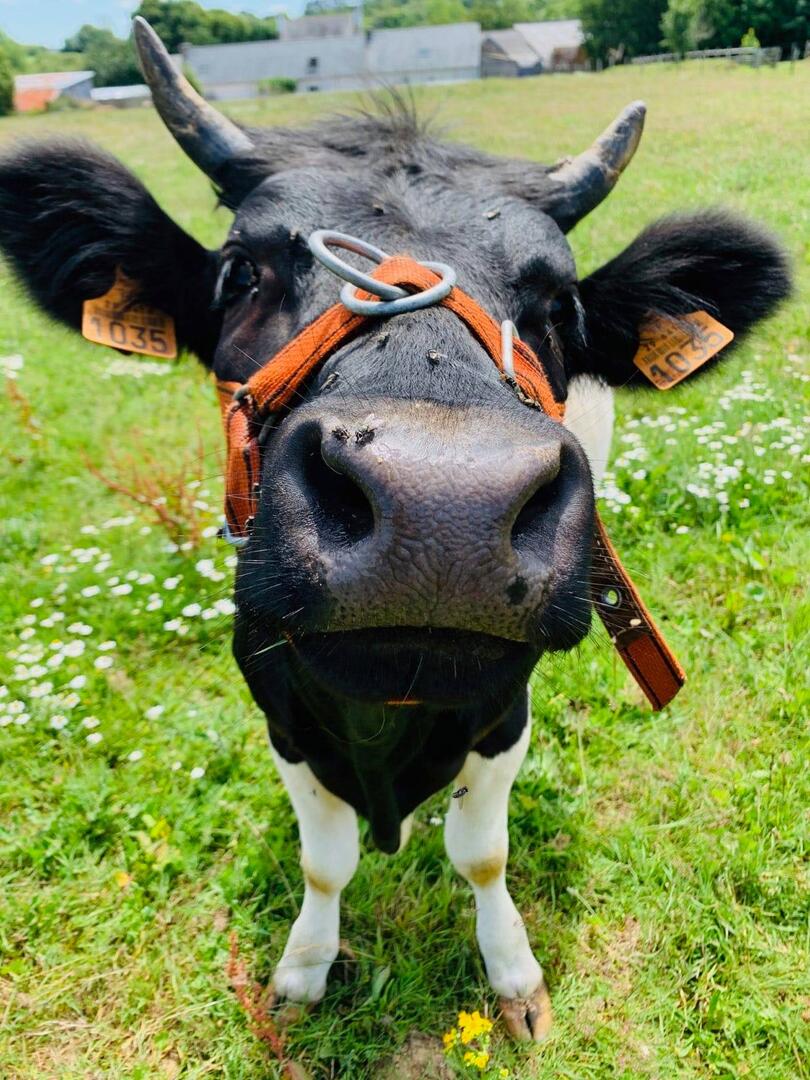 pikesse gros nez