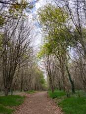 Bois de Saint Ronan