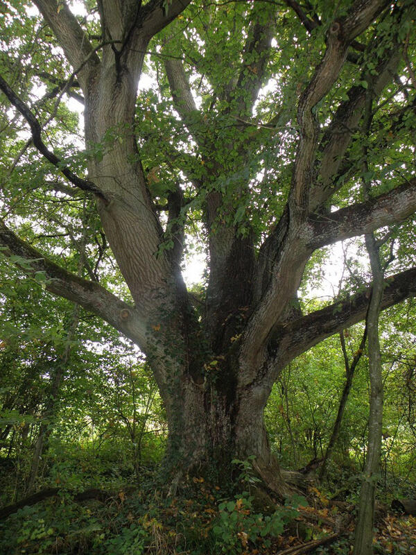 Atelier-Nature-Ressourcez-vous-aupres-des-arbres - Plomeur - Pays Bigouden
