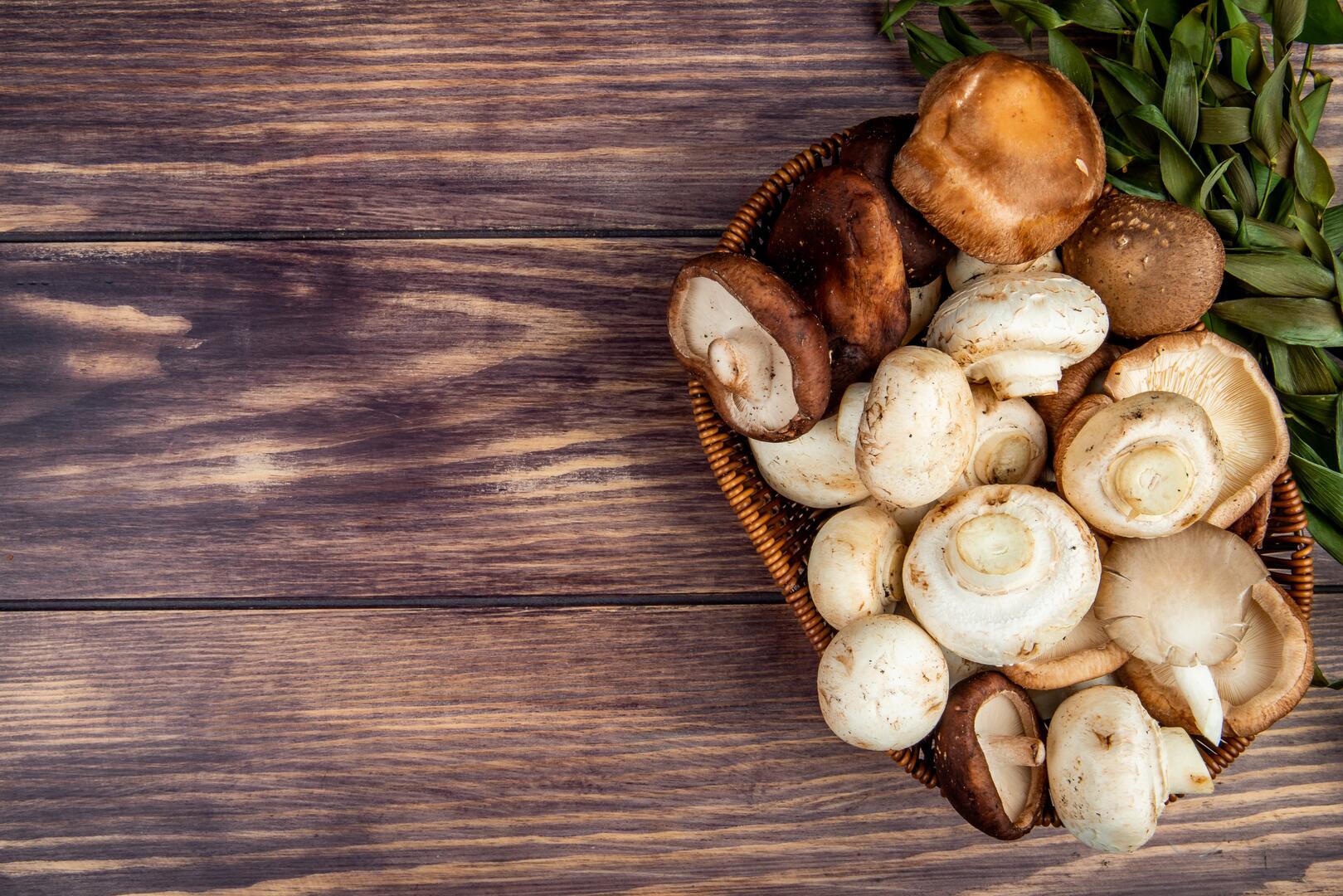 Conférence sur les champignons.