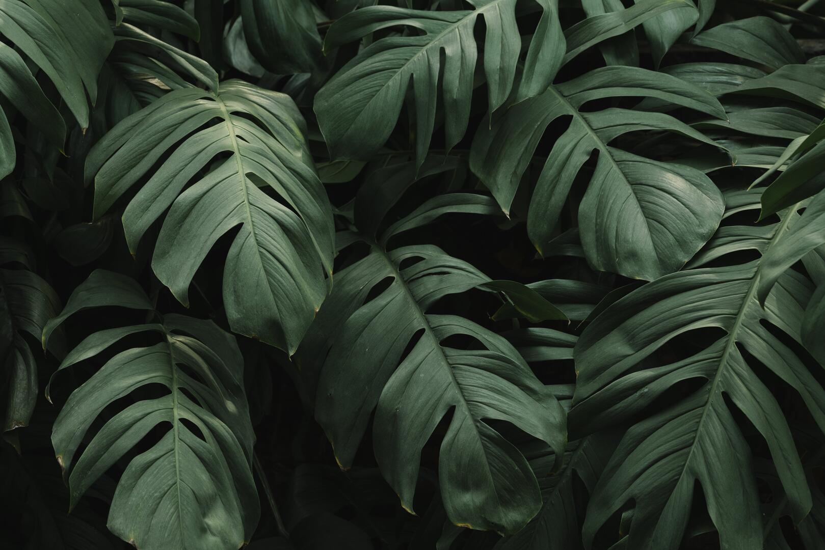 Les plantes ont du génie, exposition à la médiathèque de Loctudy