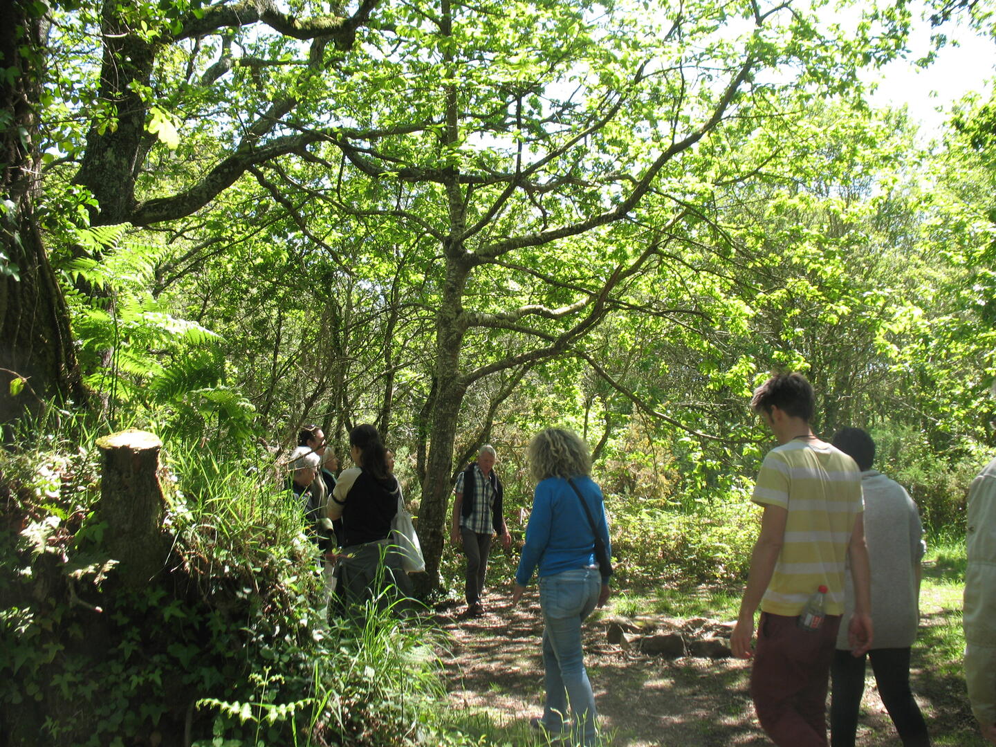 Atelier énergie des arbres- Plomeur - Pays Bigouden Sud