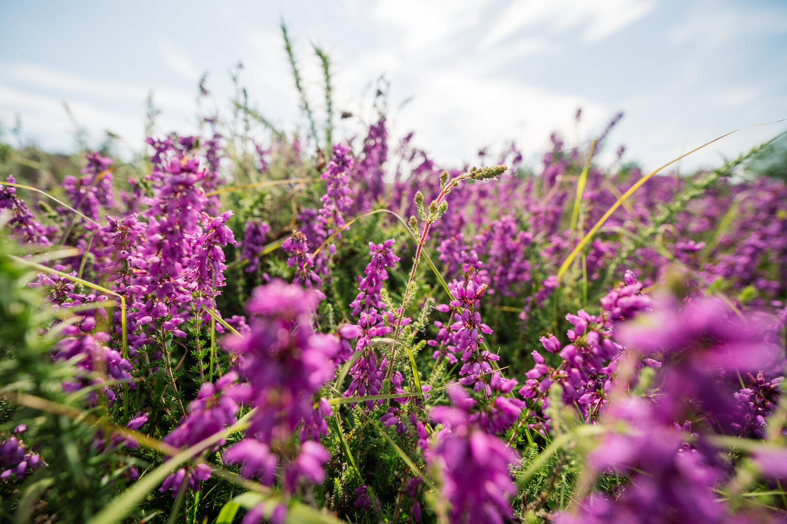 157-OT-Erquy-La Lande des Potiers-HD©JeremyJehanin-2024