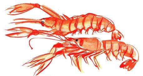 Expo concours dessine-moi une langoustine - Treffiagat - Pays Bigouden
