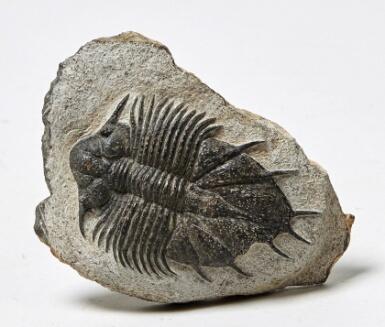 Atelier Fossile 10 oct Biterrois