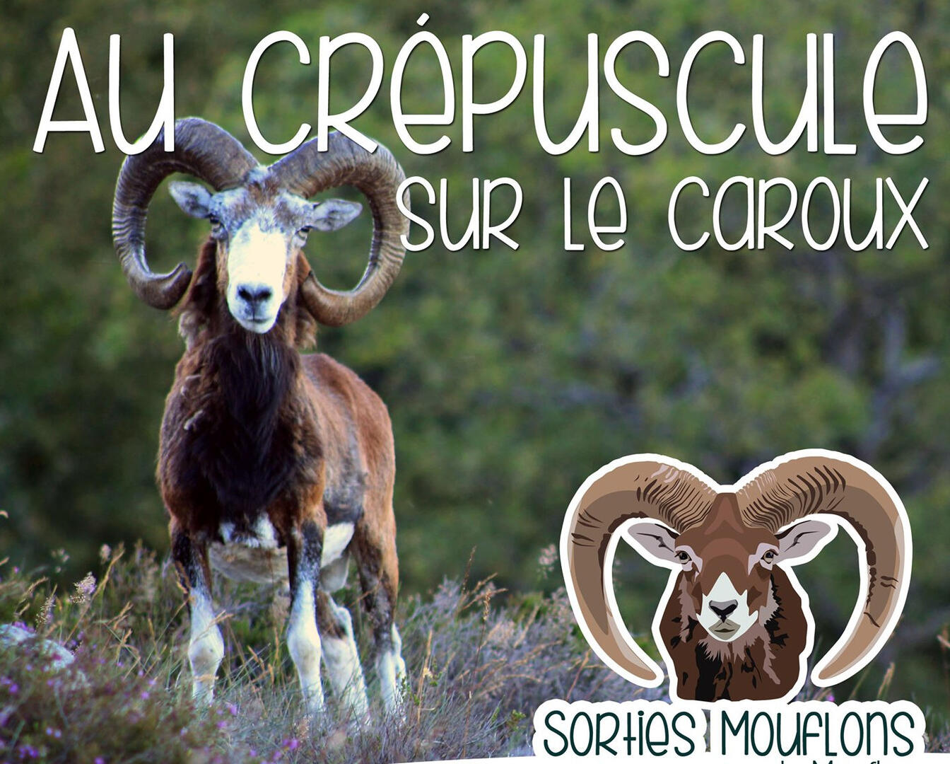 Au crepuscule - Sorties mouflons - Centre Cebenna