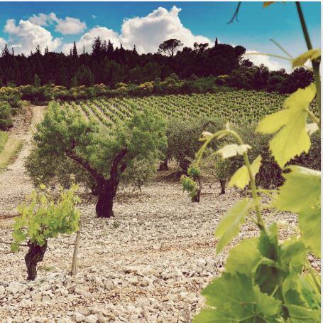 Balade Biodiversité et dégustation Château Maris