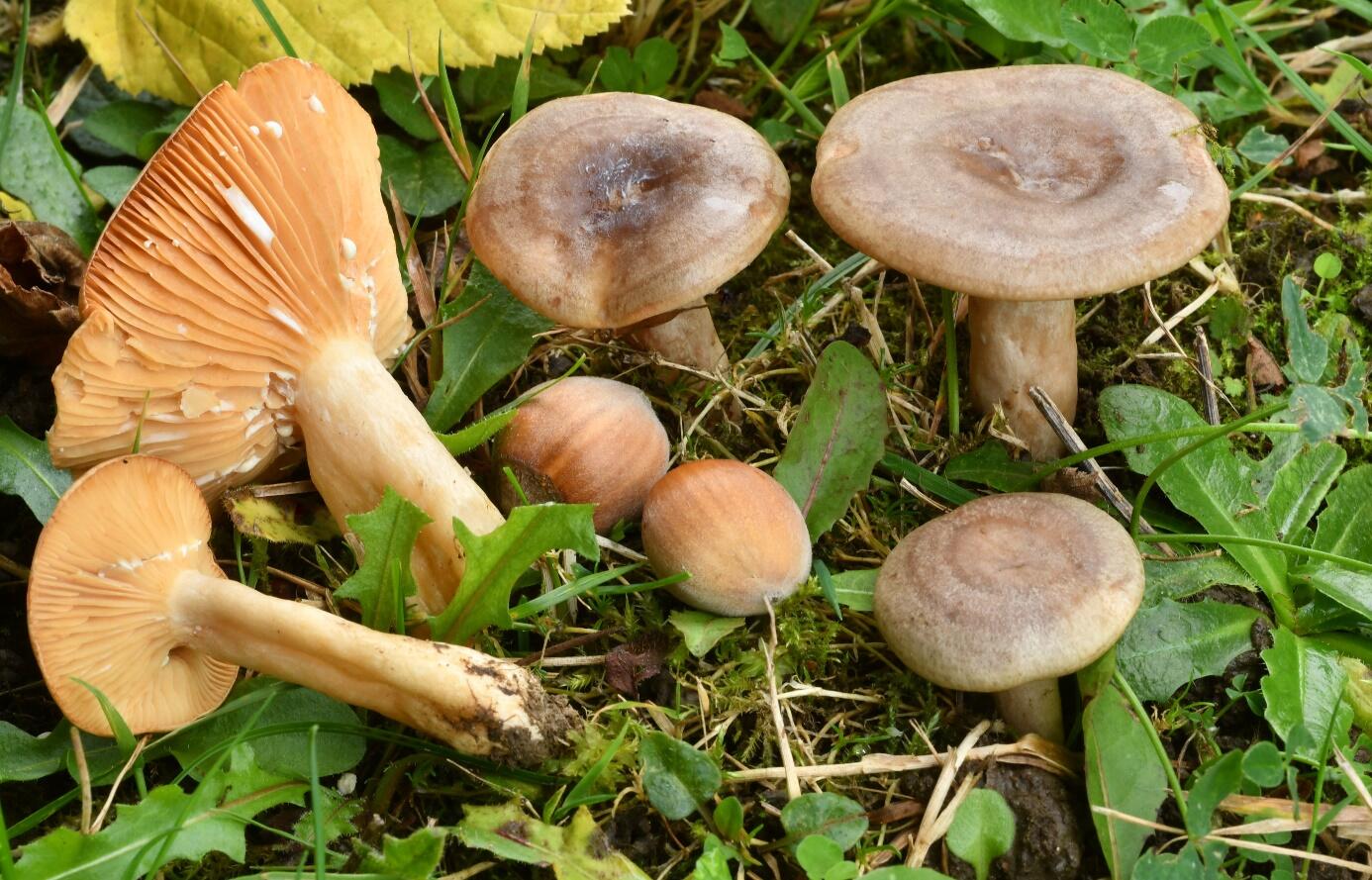 CONFÉRENCE - CHAMPIGNONS CONNUS ET INATTENDUS - Nature et détente ...