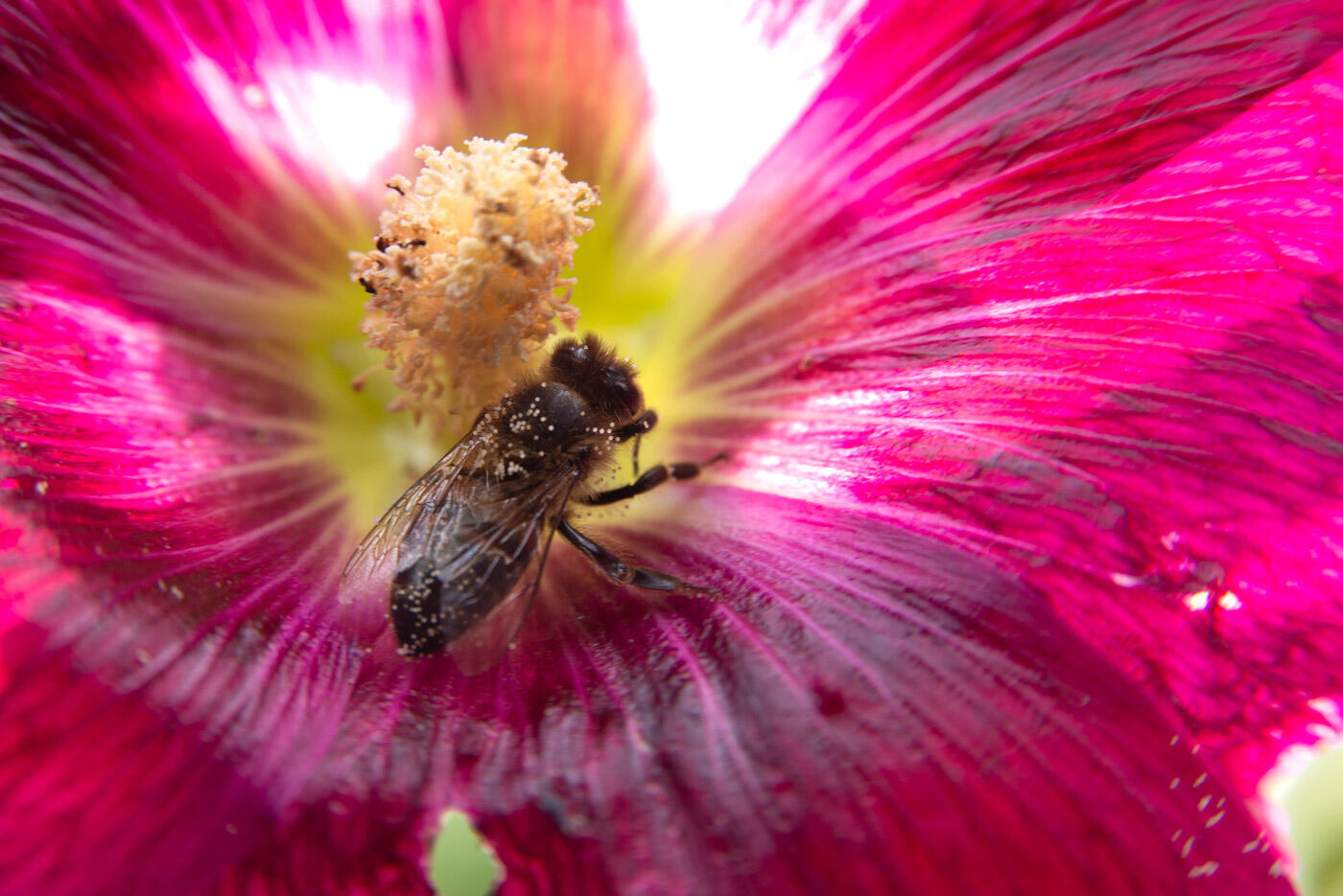 La maison de l'abeille - Presentation