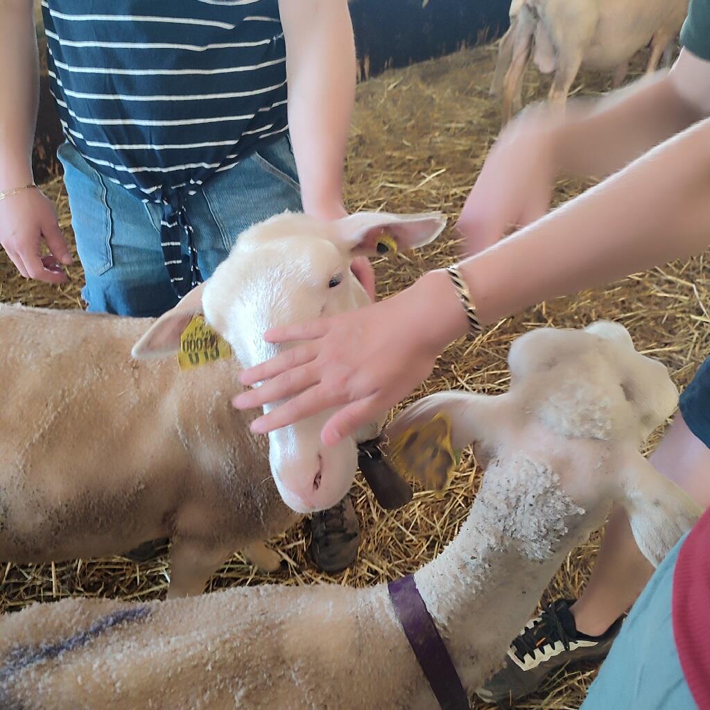 Les brebis de la FERME DU LUCIDOU