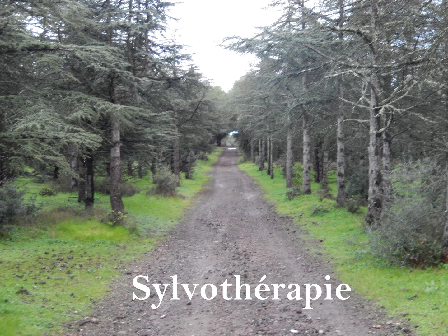 Sylvotherapie