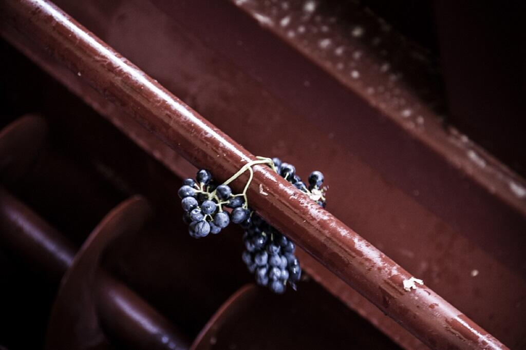 Vendanges©S. Goussopoulos