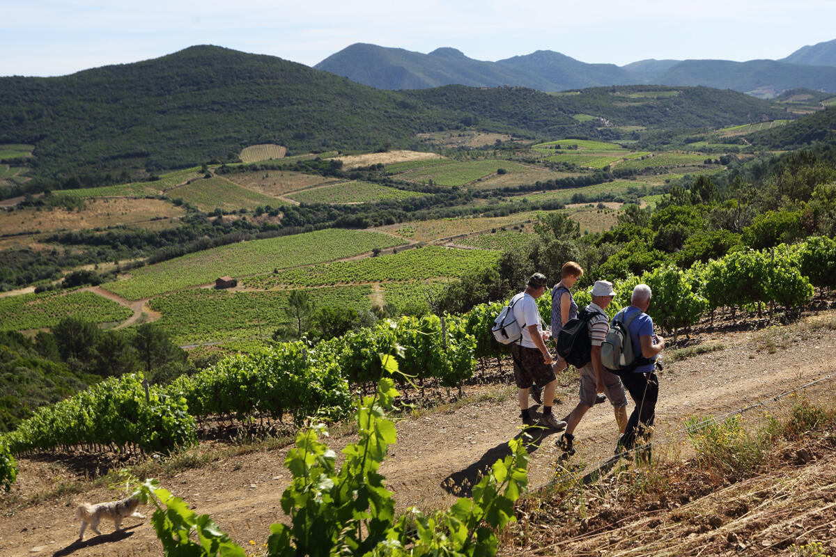 Randonneurs dans les vignes à Berlou