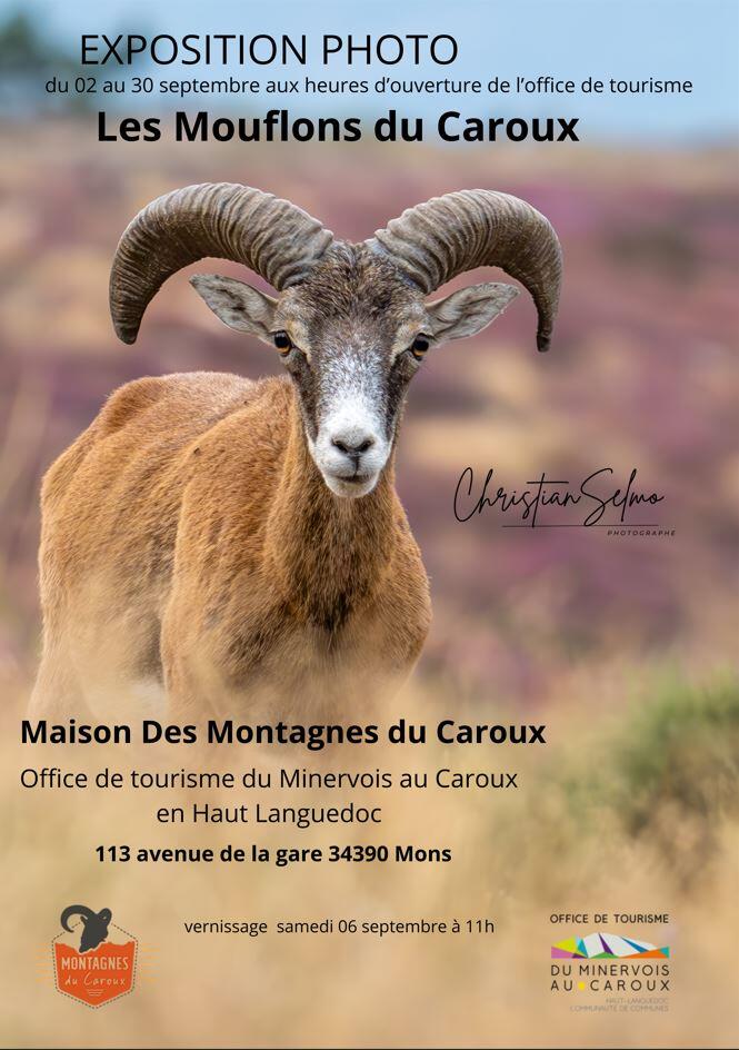 expo-mouflons-caroux-SELMO