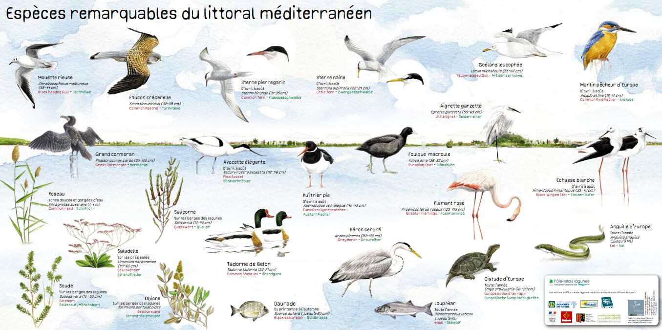 espèces-remarquables-du-littoral-©pole-relais-lagunes-mediterraneennes