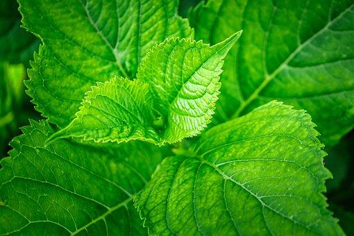 leaf-