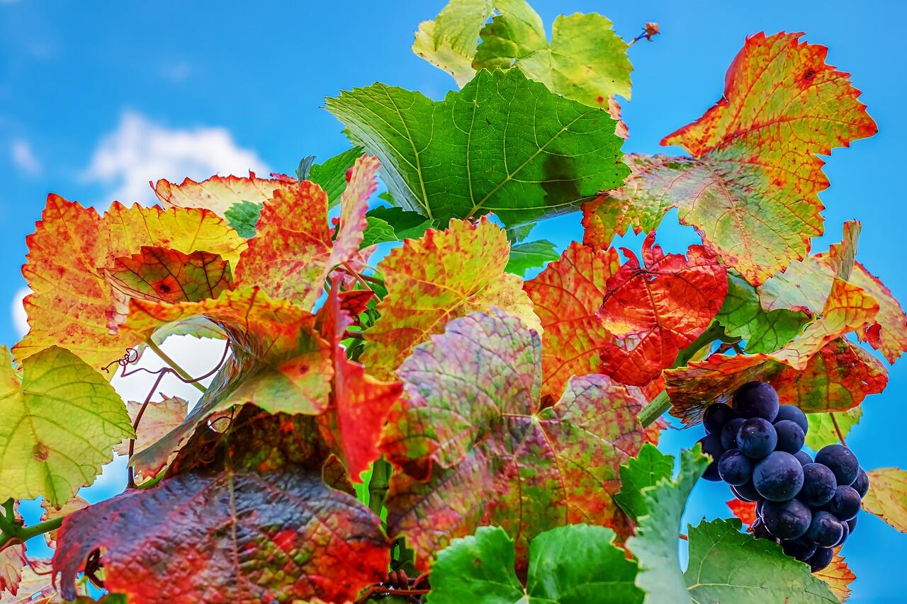 vine-leaves-3674755_1280