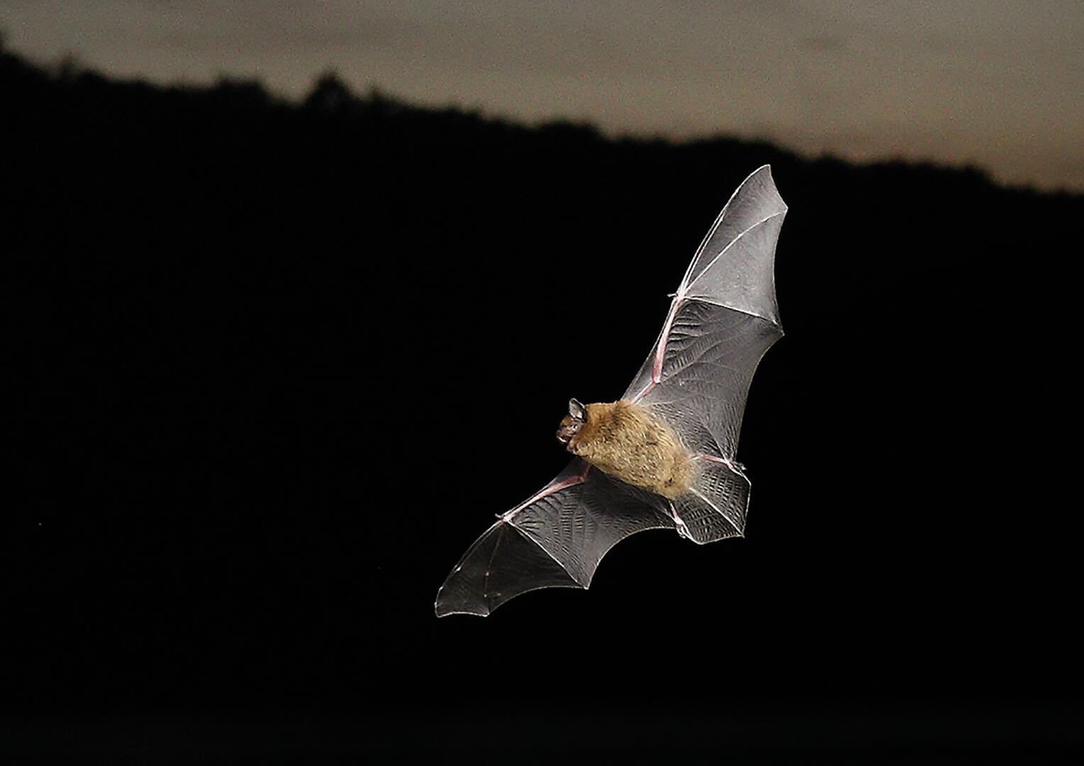 02-05-chauvesouris jaur©CPIEH