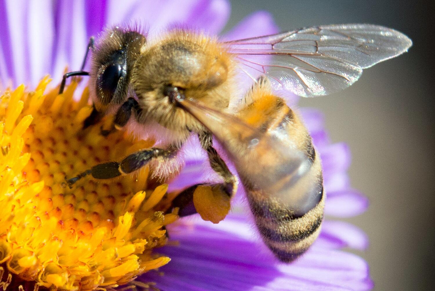 14-05_colonie-abeilles©shutterstock_760615060