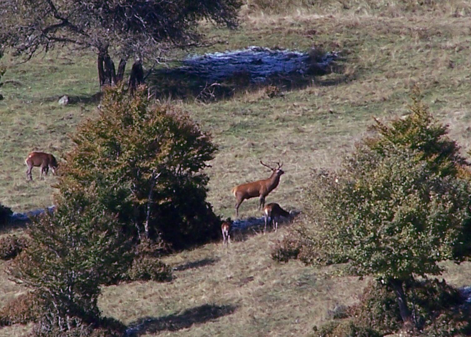 Brame du cerf