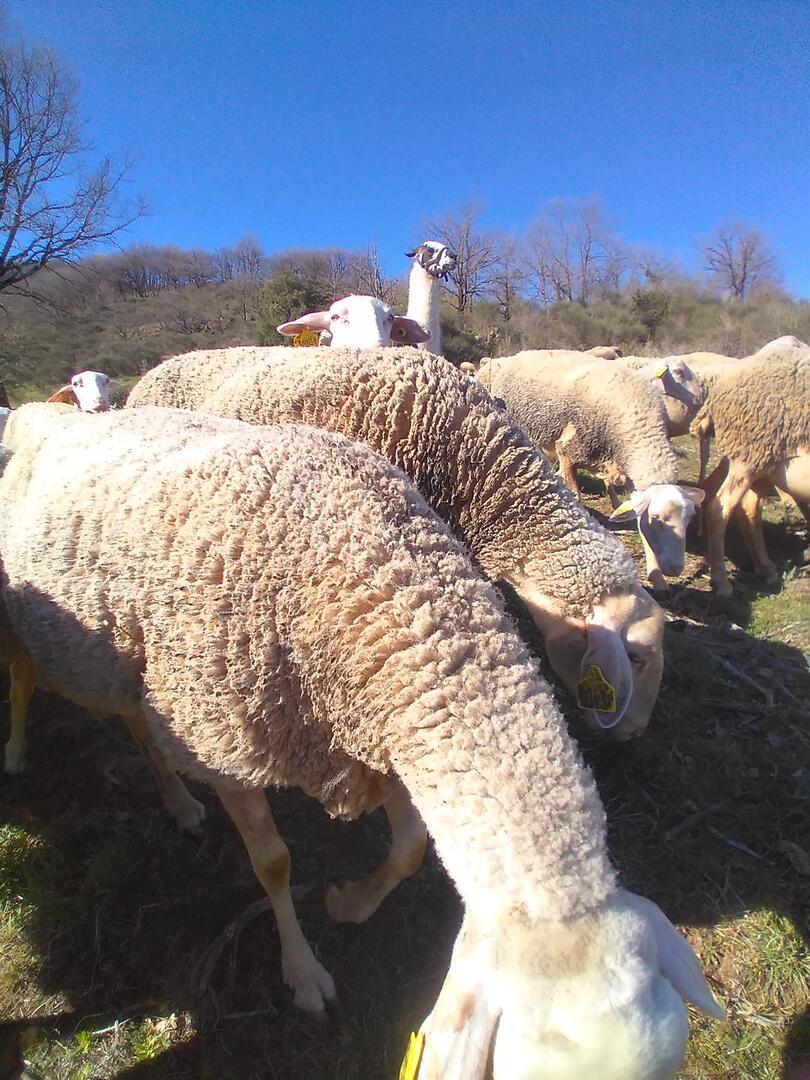 LAMAS ET BREBIS