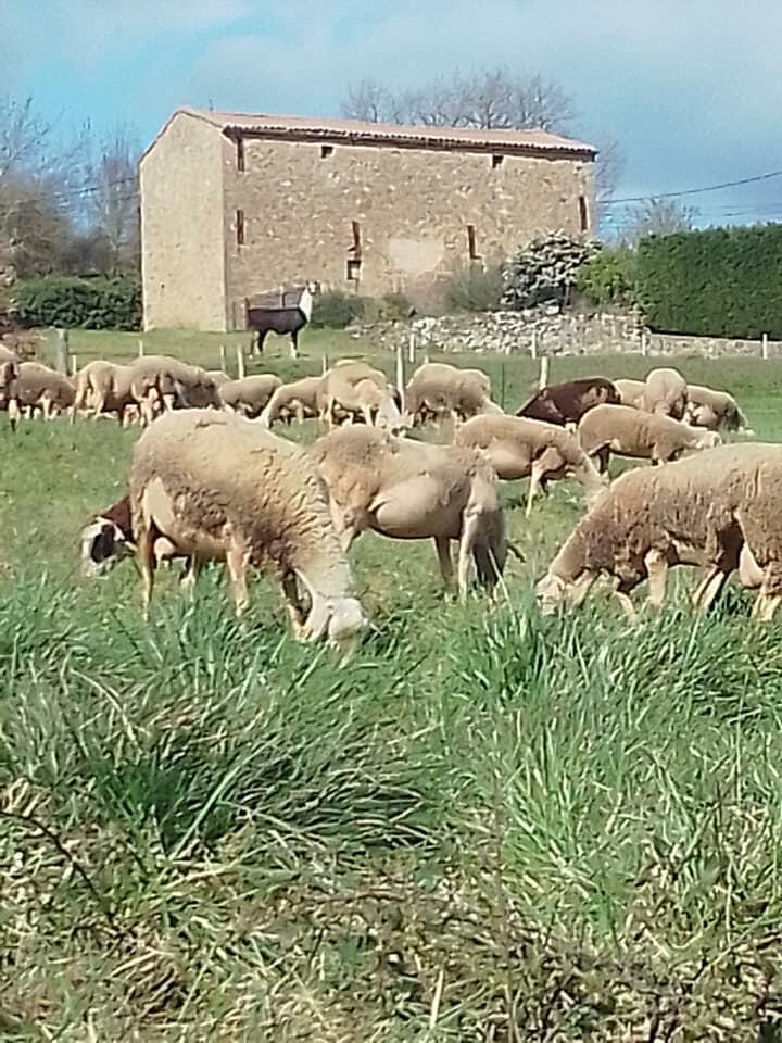 Lama et les brebis