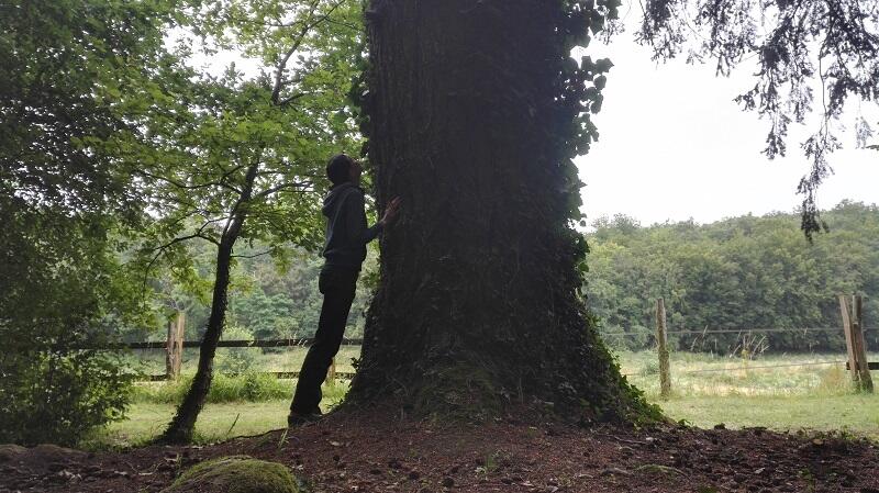 PinDouglas-BainForet